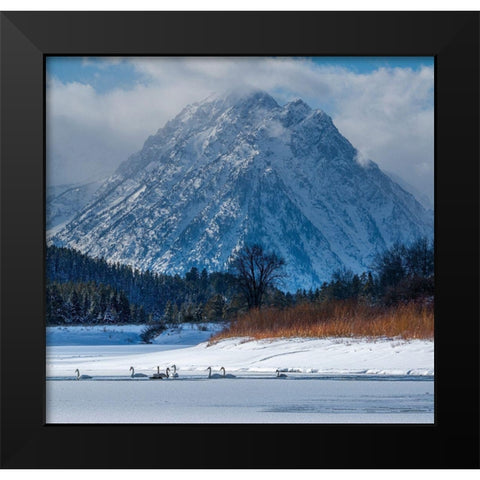 Flock of Trumpeter swans swim at Oxbow Bend in front of Mount Moran-Grand Teton National Park Black Modern Wood Framed Art Print by Garber, Howie