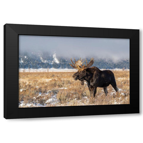 Bull moose portrait with snowy Grand Teton National Park in background-Wyoming Black Modern Wood Framed Art Print with Double Matting by Garber, Howie