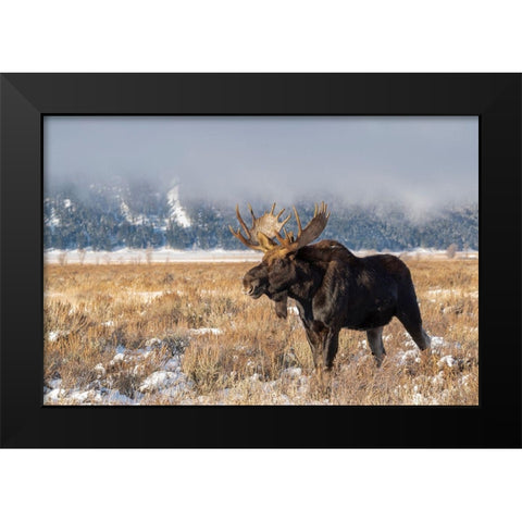 Bull moose portrait with snowy Grand Teton National Park in background-Wyoming Black Modern Wood Framed Art Print by Garber, Howie