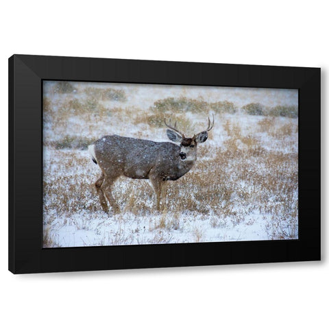Mule Deer Bucks graze in snowstorm-Wyoming Black Modern Wood Framed Art Print with Double Matting by Garber, Howie