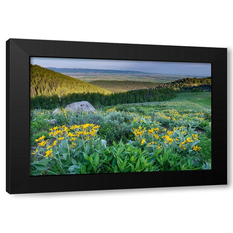 USA-Wyoming-Arrowleaf balsamroot wildflowers in meadow-summer-Caribou-Targhee National Forest Black Modern Wood Framed Art Print by Garber, Howie