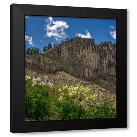 USA-Wyoming-Field of Columbine wildflowers-and mountain-Jedediah Smith Wilderness Black Modern Wood Framed Art Print with Double Matting by Garber, Howie