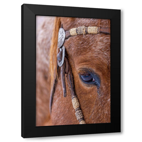 USA- Wyoming. Hideout Horse Ranch- horse detail.  Black Modern Wood Framed Art Print with Double Matting by Looney, Hollice