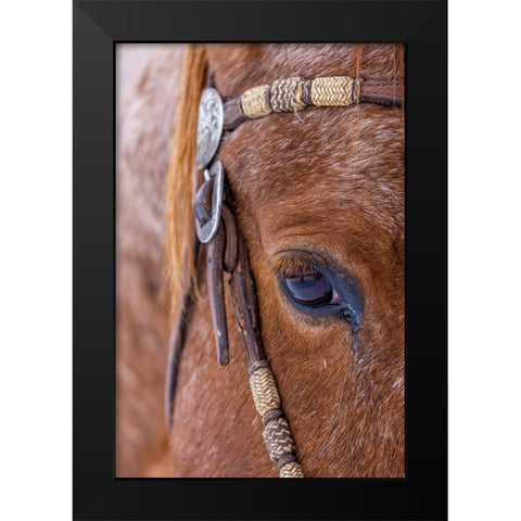 USA- Wyoming. Hideout Horse Ranch- horse detail.  Black Modern Wood Framed Art Print by Looney, Hollice