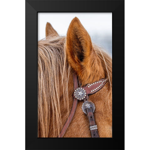 USA- Wyoming. Hideout Horse Ranch- horse detail.  Black Modern Wood Framed Art Print by Looney, Hollice