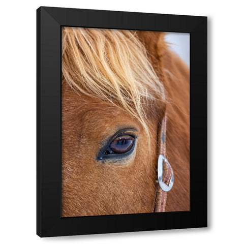 USA- Wyoming. Hideout Horse Ranch- horse detail.  Black Modern Wood Framed Art Print with Double Matting by Looney, Hollice