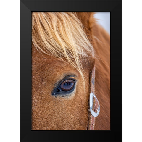 USA- Wyoming. Hideout Horse Ranch- horse detail.  Black Modern Wood Framed Art Print by Looney, Hollice