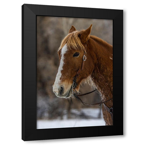 USA- Wyoming. Hideout Horse Ranch- horse detail.  Black Modern Wood Framed Art Print by Looney, Hollice