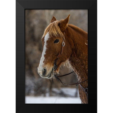 USA- Wyoming. Hideout Horse Ranch- horse detail.  Black Modern Wood Framed Art Print by Looney, Hollice