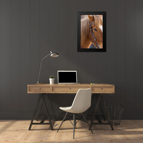 USA- Wyoming. Hideout Horse Ranch- horse detail.  Black Modern Wood Framed Art Print by Looney, Hollice