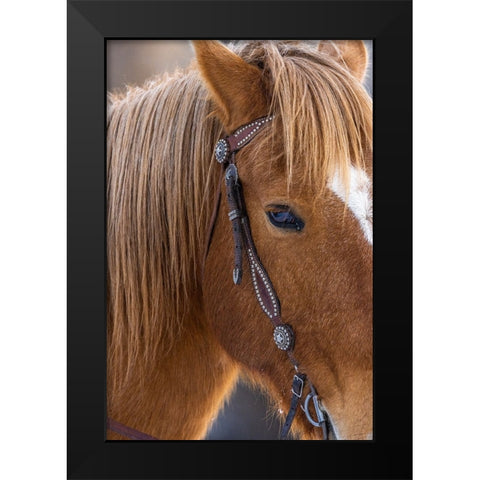 USA- Wyoming. Hideout Horse Ranch- horse detail.  Black Modern Wood Framed Art Print by Looney, Hollice