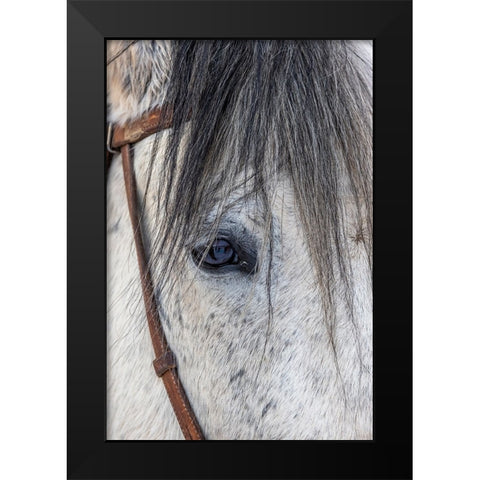 USA- Wyoming. Hideout Horse Ranch- horse detail.  Black Modern Wood Framed Art Print by Looney, Hollice