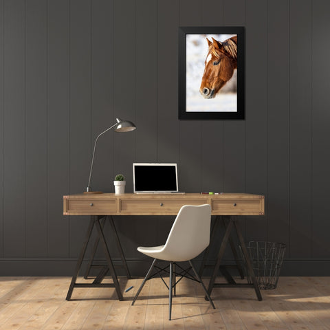 USA- Wyoming. Hideout Horse Ranch- horse detail.  Black Modern Wood Framed Art Print by Looney, Hollice