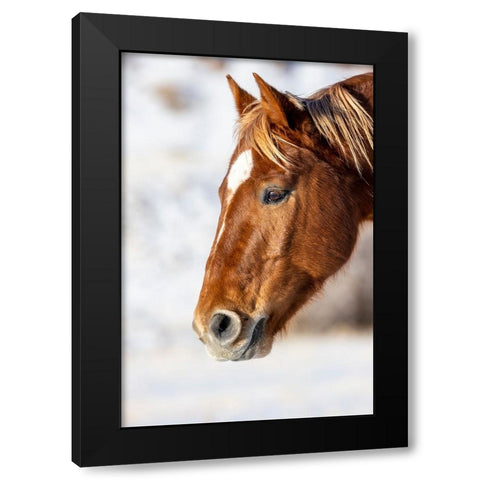 USA- Wyoming. Hideout Horse Ranch- horse detail.  Black Modern Wood Framed Art Print by Looney, Hollice