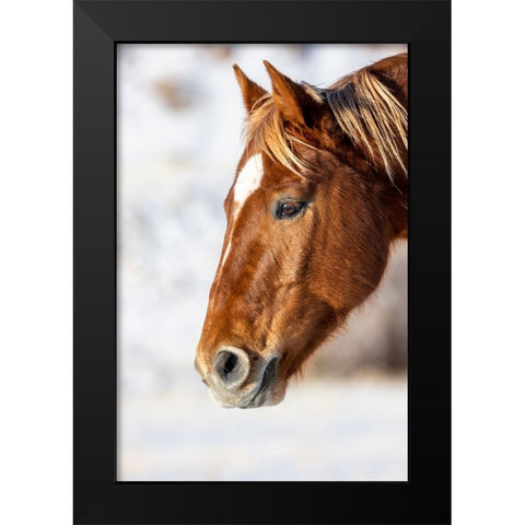 USA- Wyoming. Hideout Horse Ranch- horse detail.  Black Modern Wood Framed Art Print by Looney, Hollice