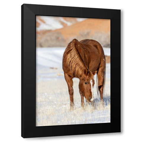 USA- Wyoming. Hideout Horse Ranch- horse grazing in snow.  Black Modern Wood Framed Art Print with Double Matting by Looney, Hollice