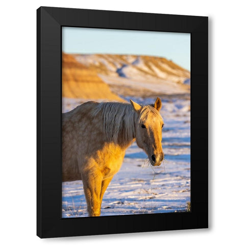 USA- Wyoming. Hideout Horse Ranch- horse in snow.  Black Modern Wood Framed Art Print by Looney, Hollice