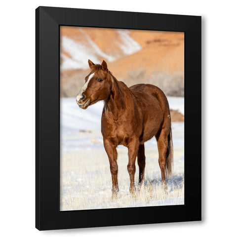 USA- Wyoming. Hideout Horse Ranch- horse in snow.  Black Modern Wood Framed Art Print by Looney, Hollice