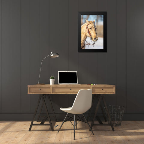 USA- Wyoming. Hideout Horse Ranch- horse portrait.  Black Modern Wood Framed Art Print by Looney, Hollice