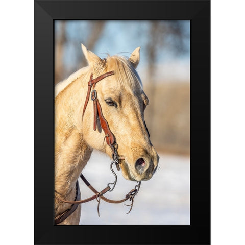USA- Wyoming. Hideout Horse Ranch- horse portrait.  Black Modern Wood Framed Art Print by Looney, Hollice