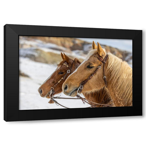 USA- Wyoming. Hideout Horse Ranch- horses at Rest in the snow.  Black Modern Wood Framed Art Print by Looney, Hollice