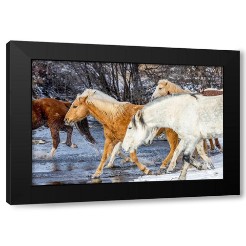 USA- Wyoming. Hideout Horse Ranch- horses crossing the stream.  Black Modern Wood Framed Art Print by Looney, Hollice