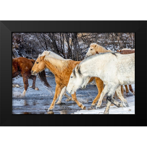USA- Wyoming. Hideout Horse Ranch- horses crossing the stream.  Black Modern Wood Framed Art Print by Looney, Hollice