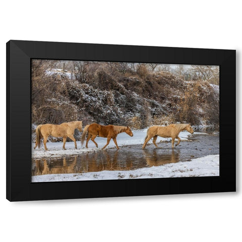 USA- Wyoming. Hideout Horse Ranch- horses crossing the stream.  Black Modern Wood Framed Art Print with Double Matting by Looney, Hollice