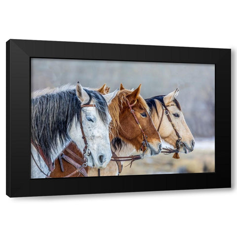 USA- Wyoming. Hideout Horse Ranch- horses in a Row.  Black Modern Wood Framed Art Print with Double Matting by Looney, Hollice