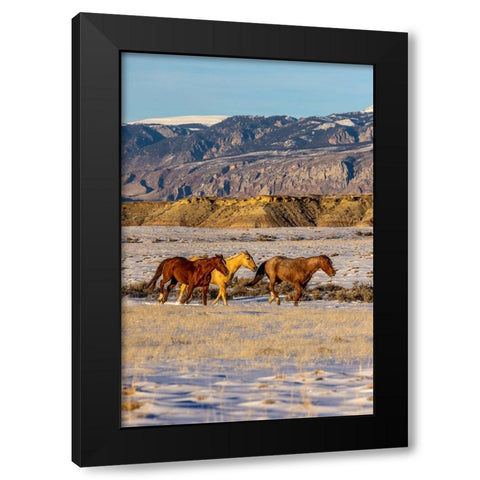 USA- Wyoming. Hideout Horse Ranch- horses in snow.  Black Modern Wood Framed Art Print with Double Matting by Looney, Hollice