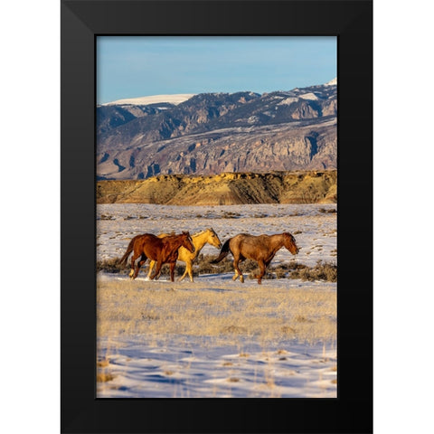 USA- Wyoming. Hideout Horse Ranch- horses in snow.  Black Modern Wood Framed Art Print by Looney, Hollice