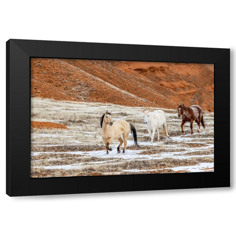 USA- Wyoming. Hideout Horse Ranch- horses in snow.  Black Modern Wood Framed Art Print by Looney, Hollice