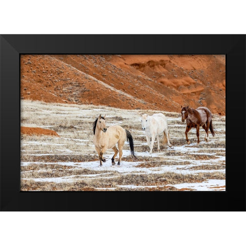 USA- Wyoming. Hideout Horse Ranch- horses in snow.  Black Modern Wood Framed Art Print by Looney, Hollice