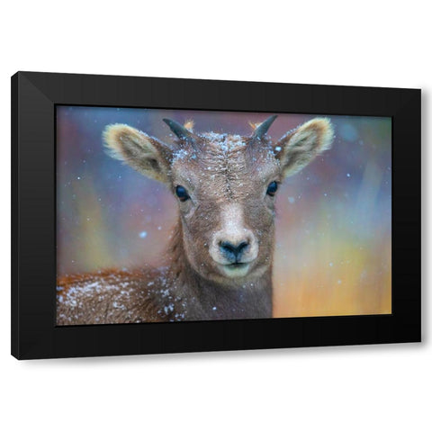 Wyoming. A young mountain goats first snow. Black Modern Wood Framed Art Print by Muir, Janet