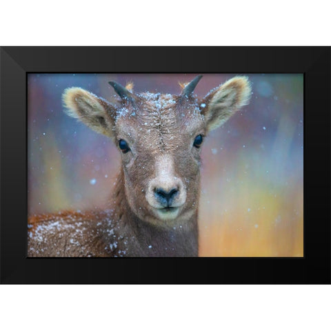 Wyoming. A young mountain goats first snow. Black Modern Wood Framed Art Print by Muir, Janet
