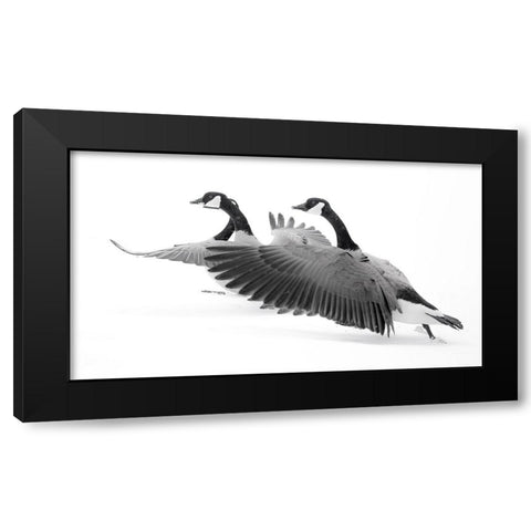 Wyoming. Two Canadian geese taking flight. Black Modern Wood Framed Art Print with Double Matting by Muir, Janet