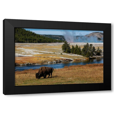 Yellowstone National Park-USA-Wyoming Buffalo and Old Faithful Black Modern Wood Framed Art Print with Double Matting by Sienda, Jolly