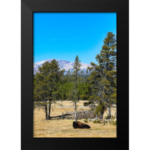 Yellowstone National Park-Wyoming-USA Buffalo Black Modern Wood Framed Art Print by Sienda, Jolly