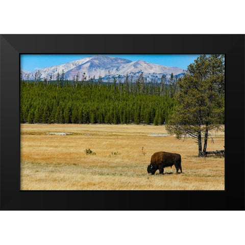 Yellowstone National Park-Wyoming-USA Buffalo Black Modern Wood Framed Art Print by Sienda, Jolly