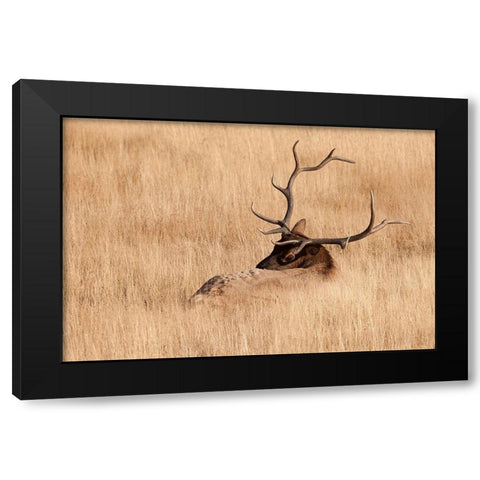 WY-Yellowstone National Park-Bull Elk-in meadow-(Cervus elaphus) Black Modern Wood Framed Art Print with Double Matting by Wild, Jamie and Judy