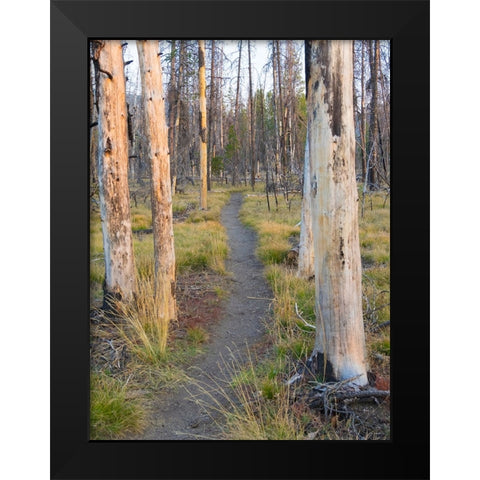 Wyoming- Grand Teton National Park. Trail through fire burned lodgepole pine trees Black Modern Wood Framed Art Print by Wild, Jamie and Judy