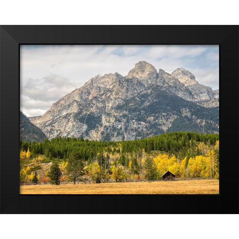 Wyoming- Grand Teton National Park. Teton Range and golden Aspen trees Black Modern Wood Framed Art Print by Wild, Jamie and Judy