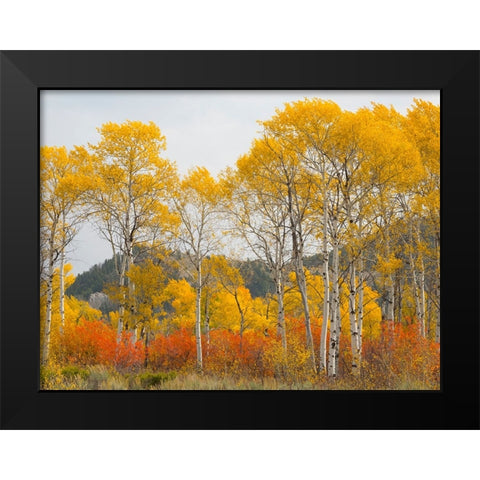 Wyoming- Grand Teton National Park. Golden Aspen trees Black Modern Wood Framed Art Print by Wild, Jamie and Judy