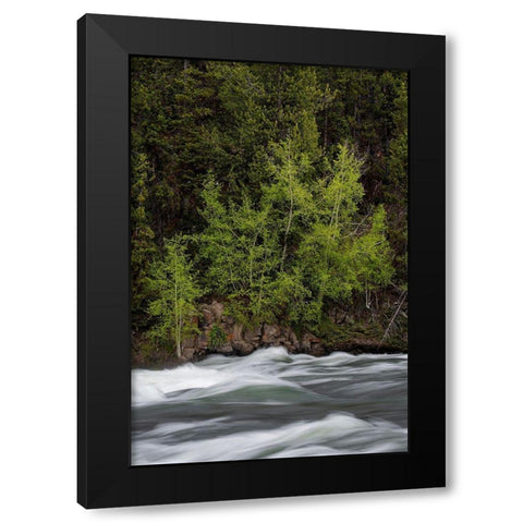 Wyoming Budding trees-La Grange Cascade-Yellowstone National Park Black Modern Wood Framed Art Print with Double Matting by Zimmerman, Judith