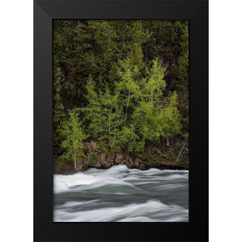 Wyoming Budding trees-La Grange Cascade-Yellowstone National Park Black Modern Wood Framed Art Print by Zimmerman, Judith
