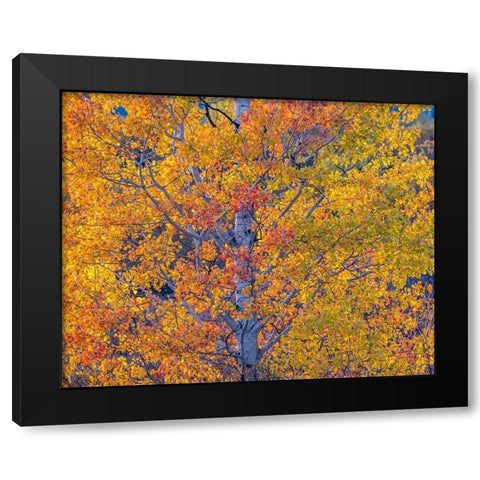 Wyoming-Jackson-Grand Teton National Park and fall colors on Aspen Trees Black Modern Wood Framed Art Print with Double Matting by Gulin, Sylvia