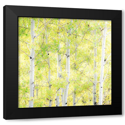 Wyoming-Jackson-Grand Teton National Park and fall colors on Aspen Trees Black Modern Wood Framed Art Print with Double Matting by Gulin, Sylvia