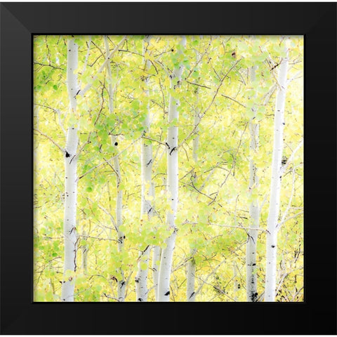 Wyoming-Jackson-Grand Teton National Park and fall colors on Aspen Trees Black Modern Wood Framed Art Print by Gulin, Sylvia
