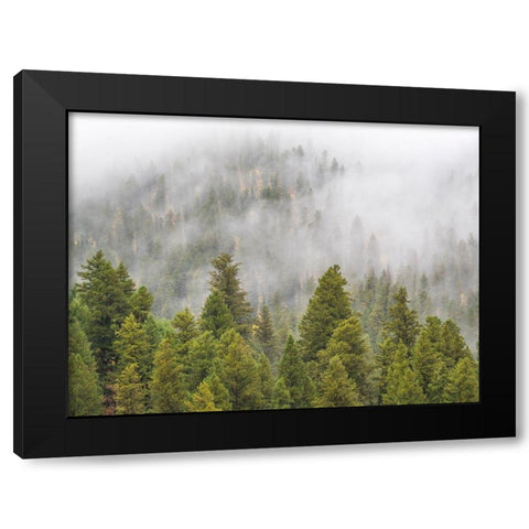 Wyoming-Hoback-clouds intermingling with evergreens on rainy morning Black Modern Wood Framed Art Print by Gulin, Sylvia