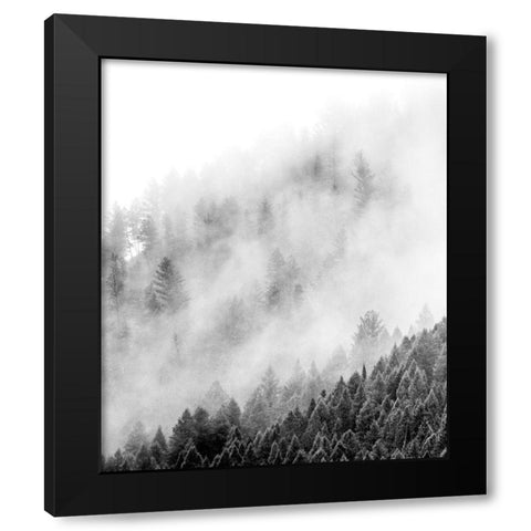 Wyoming-Hoback-clouds intermingling with evergreens on rainy morning in black and white Black Modern Wood Framed Art Print by Gulin, Sylvia
